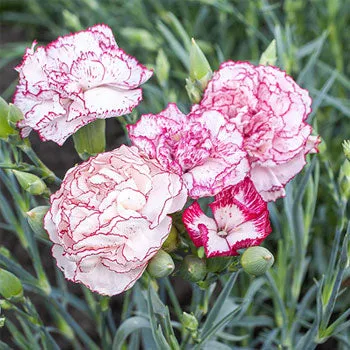 Carnation - Chabauds Giant (Seeds)