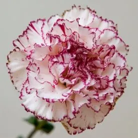 Carnation - Chabauds Giant (Seeds)