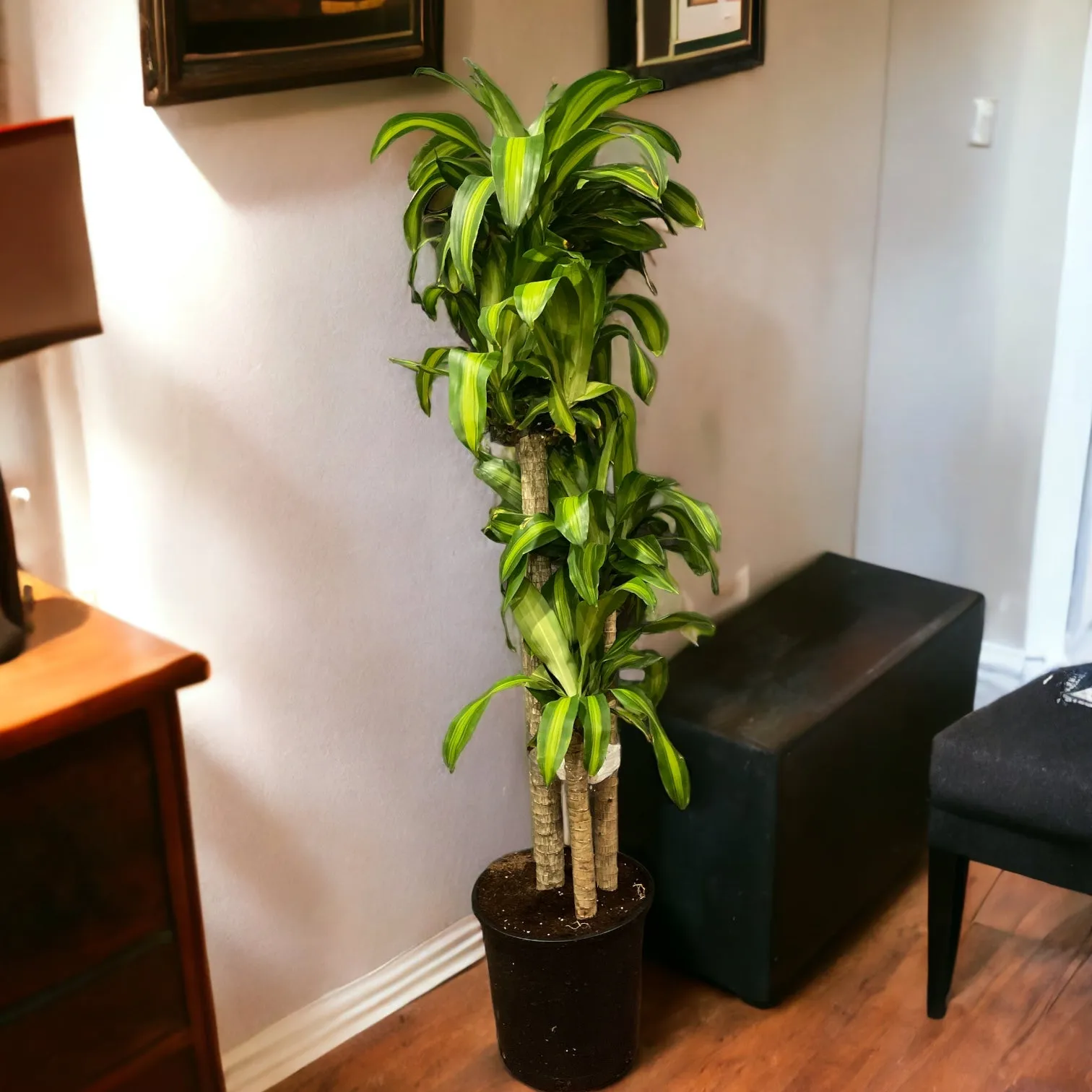 Dracaena Massengenea (Corn Plant)